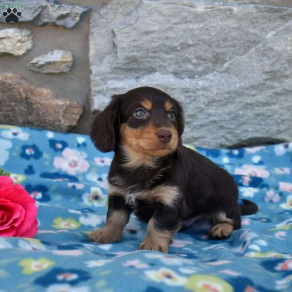 Oliver, Dachshund Puppy